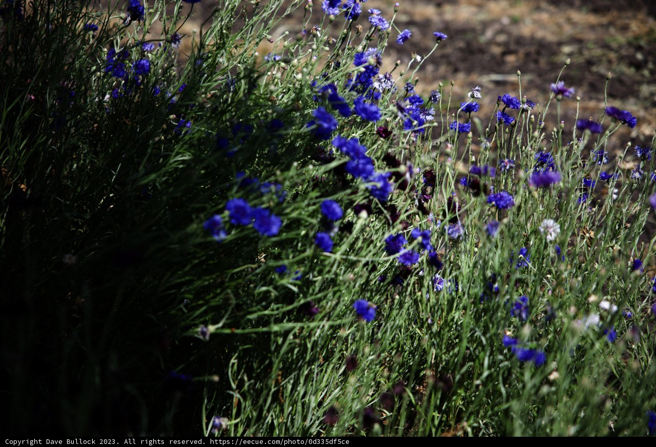 A Symphony of Blue and Purple Blooms