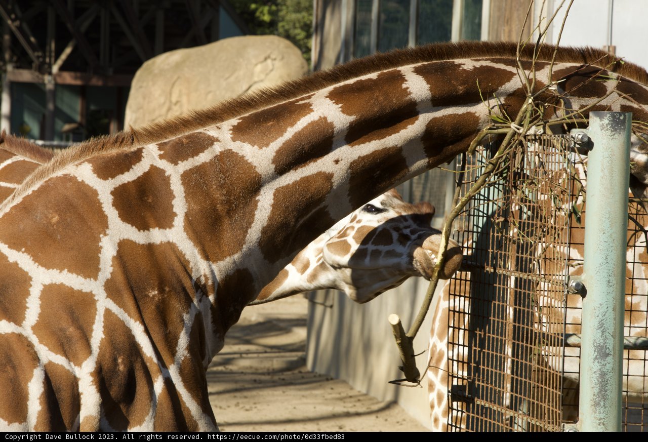Gentle Giant's Mealtime at the SF Zoo