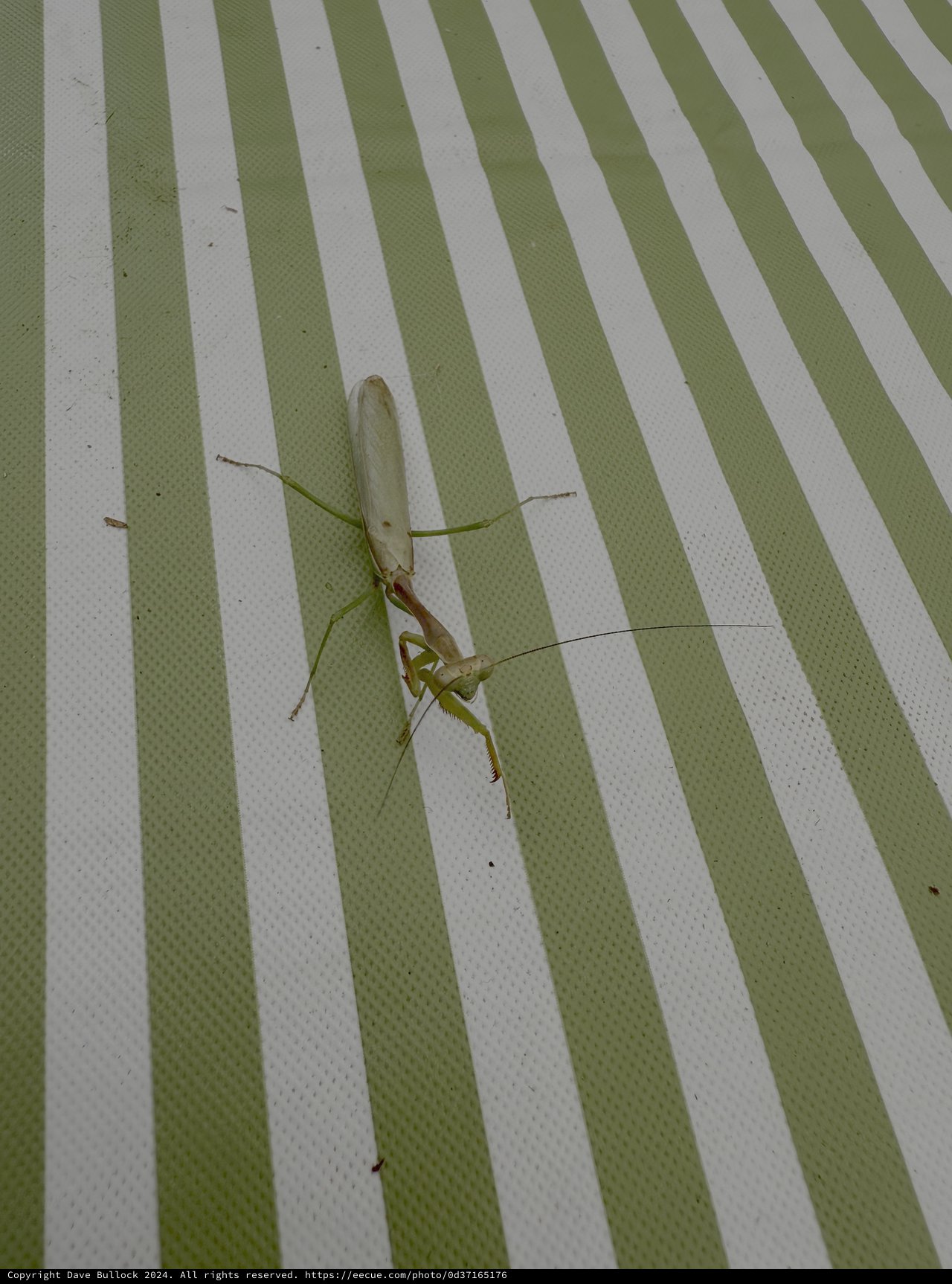 Praying Mantis on Green Striped Awning