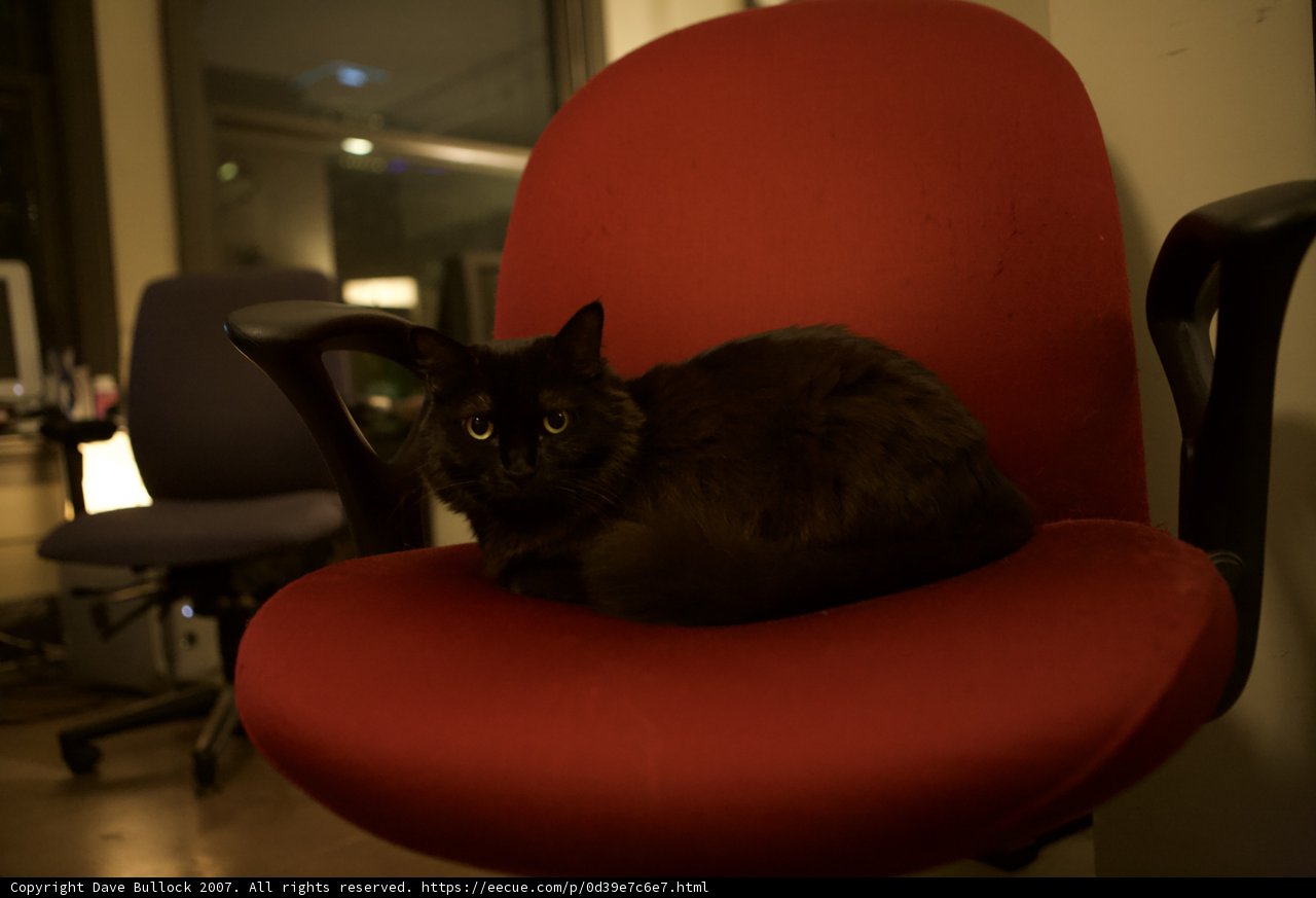 The Black Cat on the Red Armchair