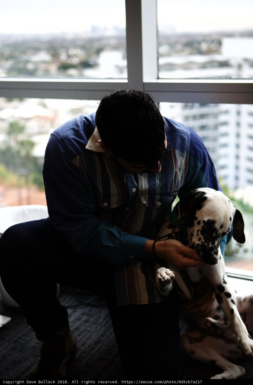 Man and Dalmatian