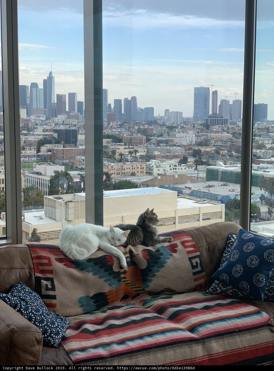 A Cat's View of the Cityscape