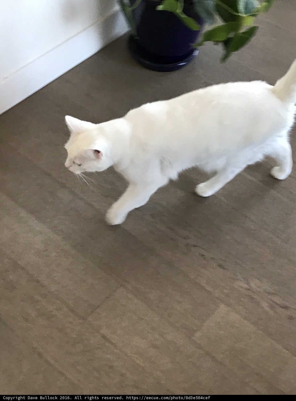 White Cat Strolls on Hardwood Flooring