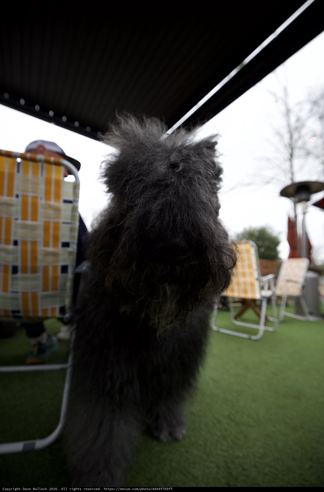 Fluffy Black Dog Under Umbrella in Garden