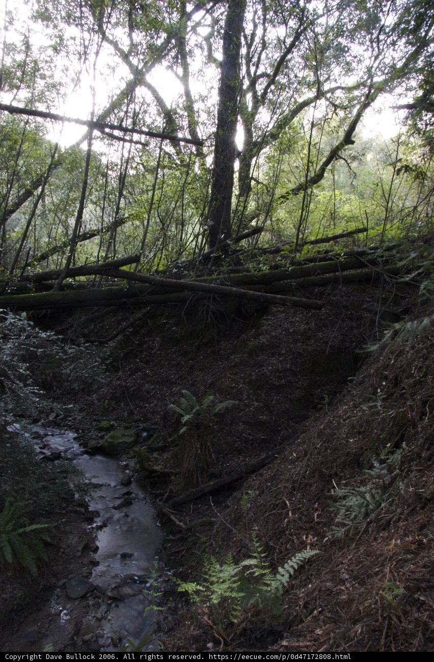 Serene Stream in the Heart of the Forest