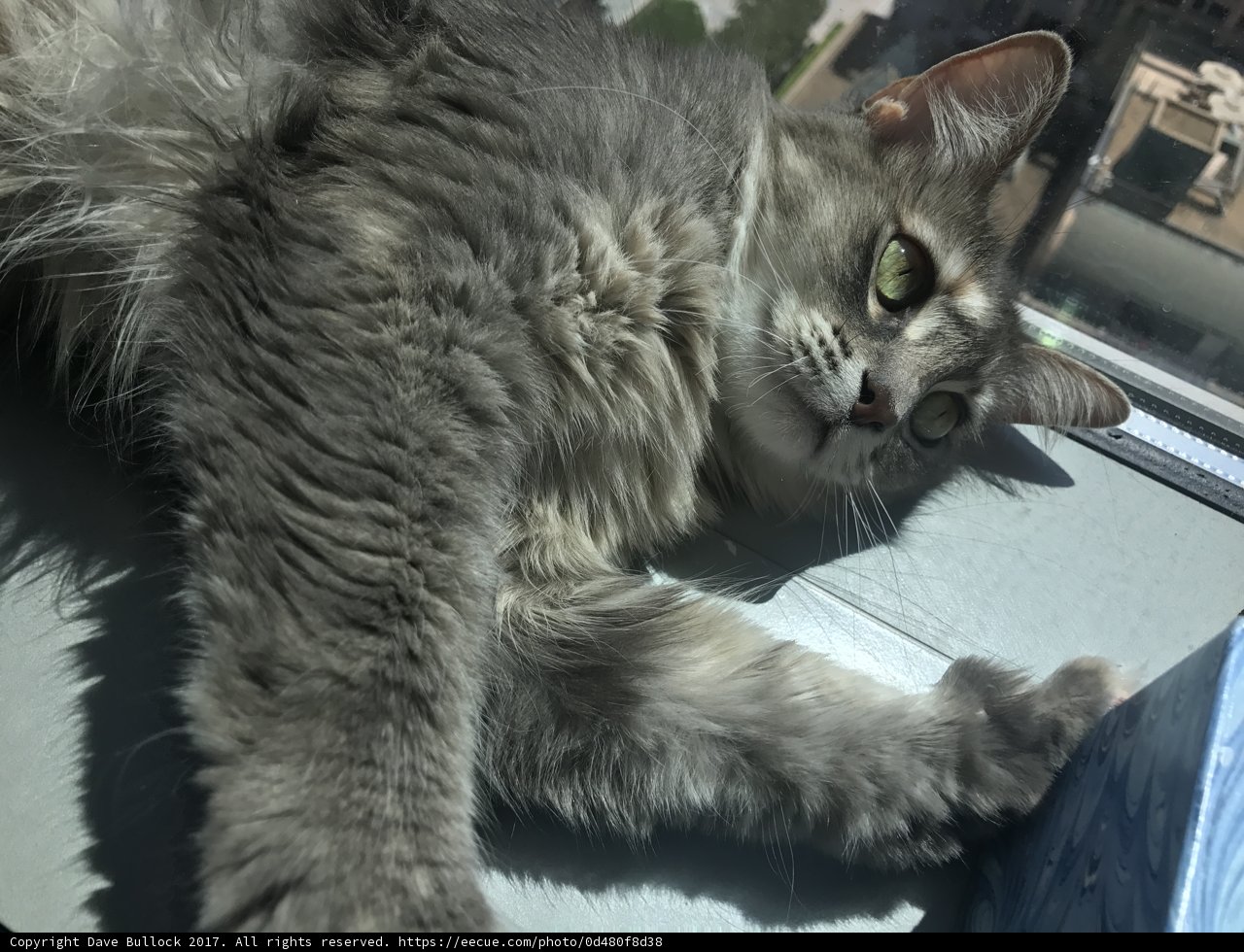 The Gray Manx Cat