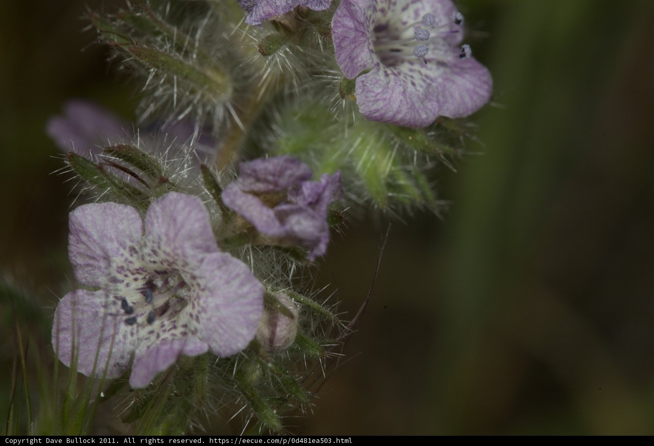 Majestic Geraniums