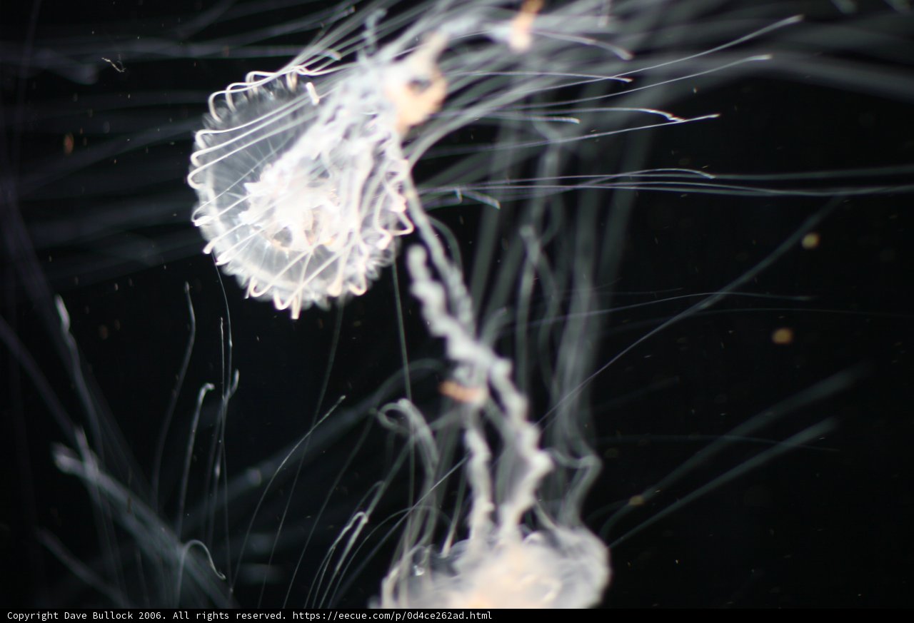 Serene Sea Life