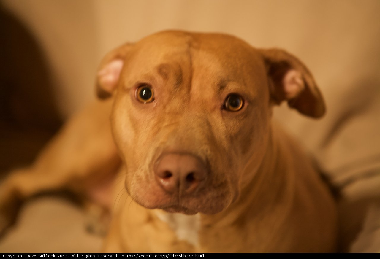 Big-Headed Bulldog Mix