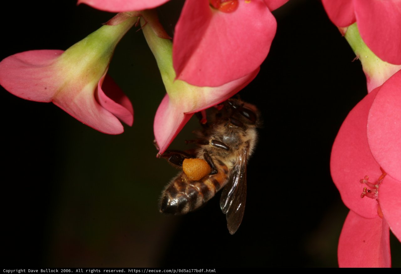 Buzzing Bee on Pink Petals