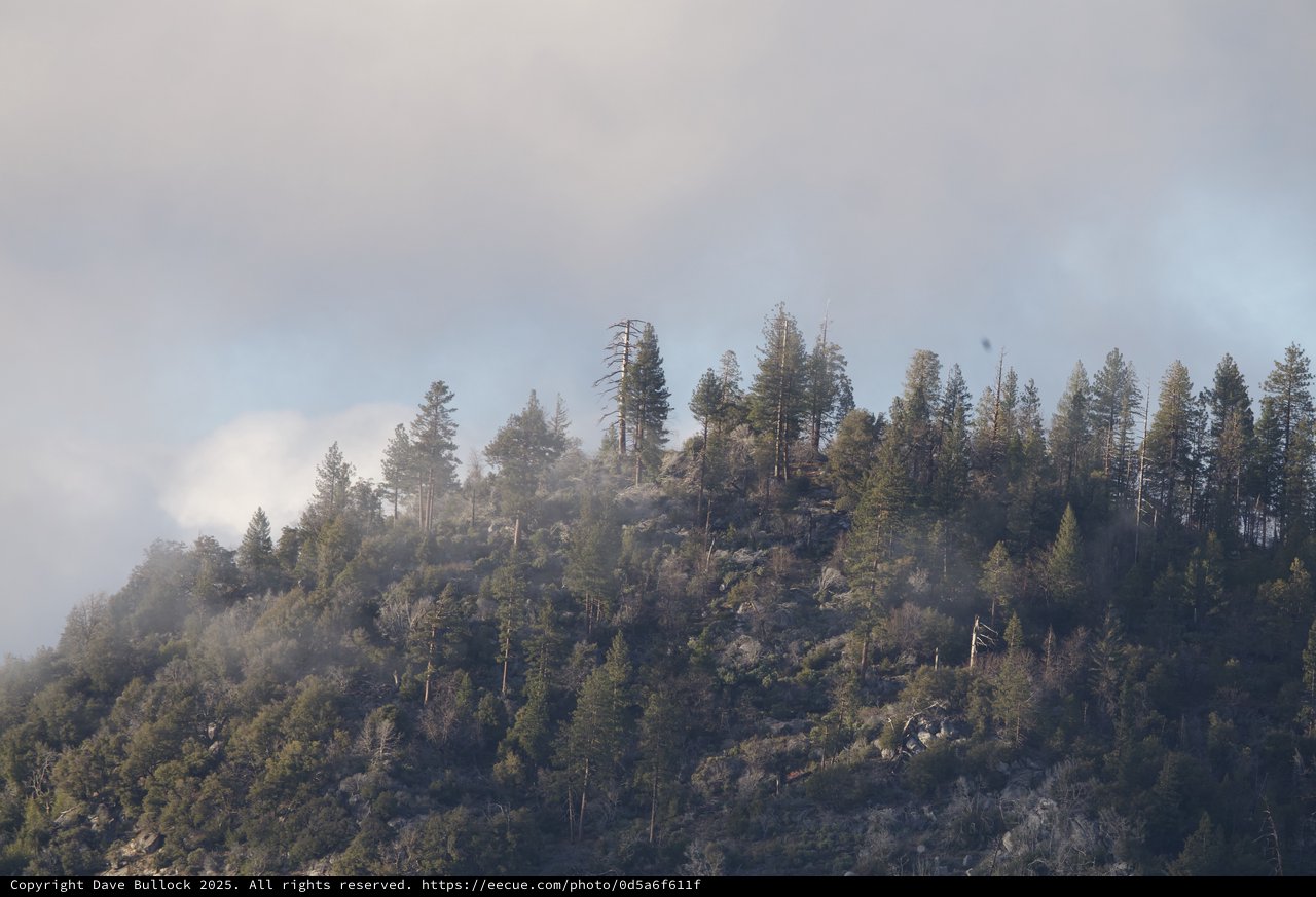 Forest Hillside Through Wildfire Smoke and Haze