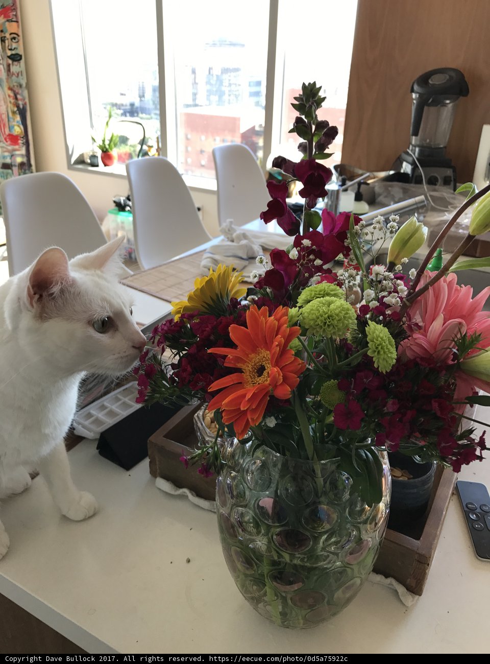 Cat and Flowers at The Broad