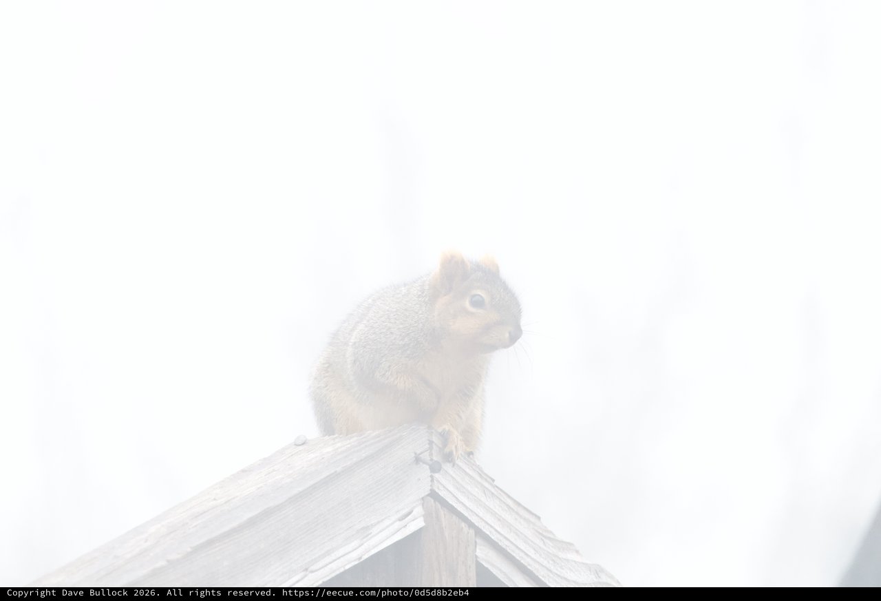 Backyard Squirrel Perched in Foggy Winter Light