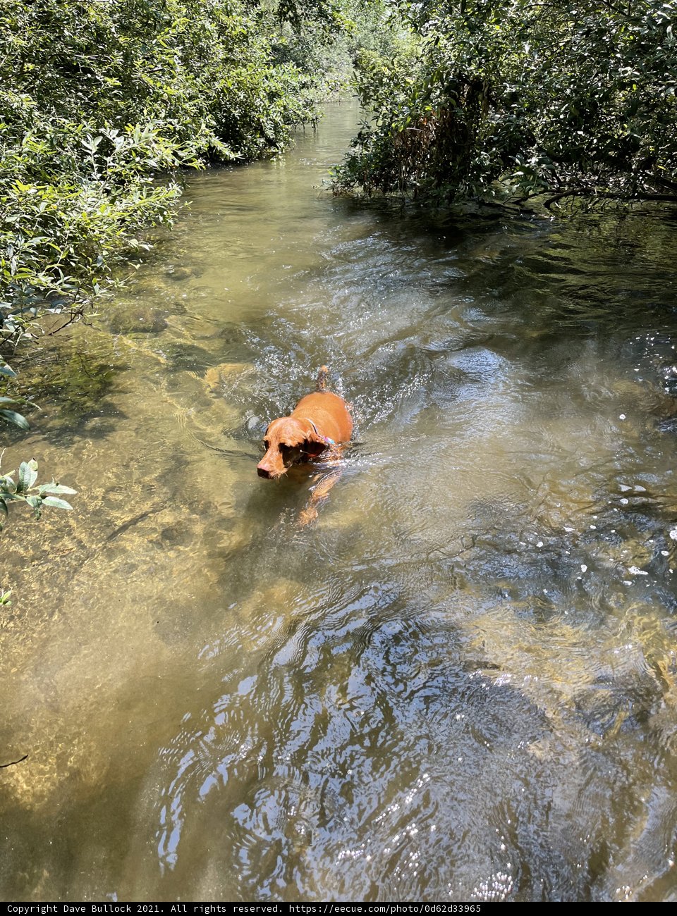 Doggy Paddle in Felton's River
