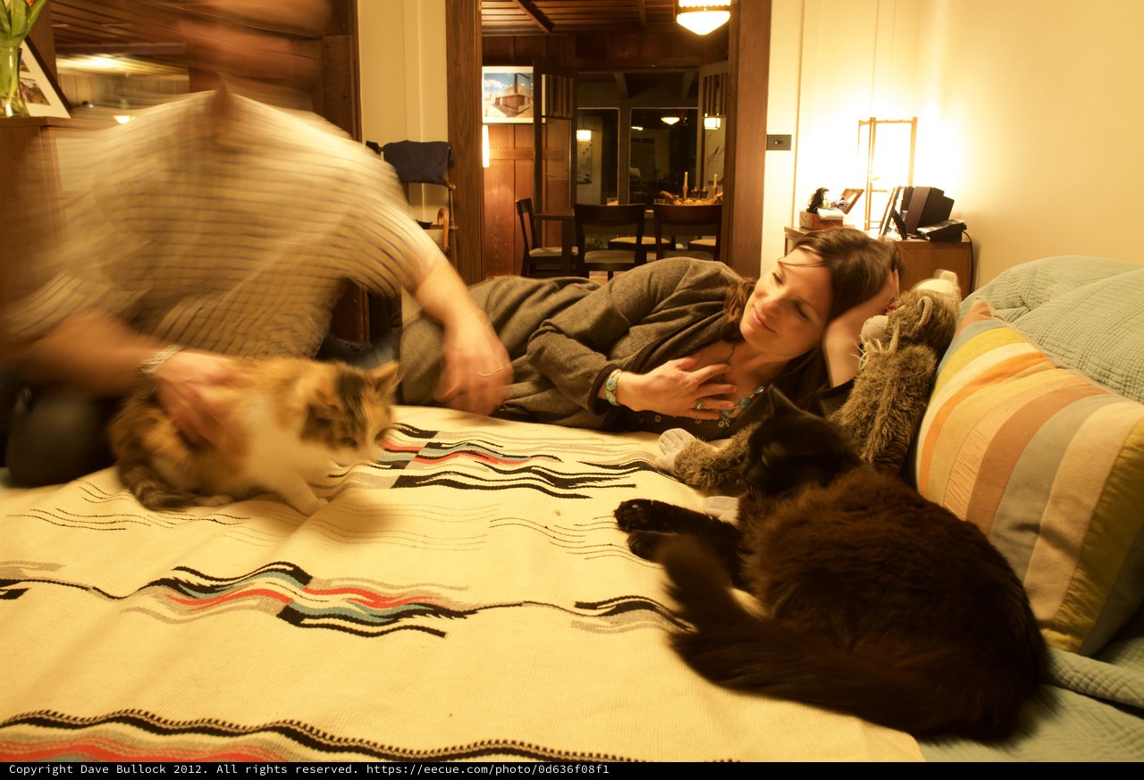 Lazy Evening with Cats on a Cozy Bed