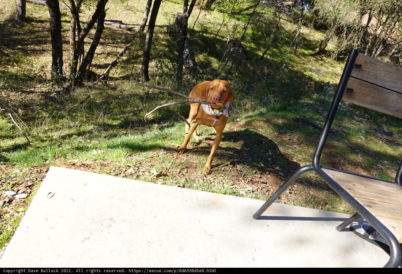Wooden Bench Canine
