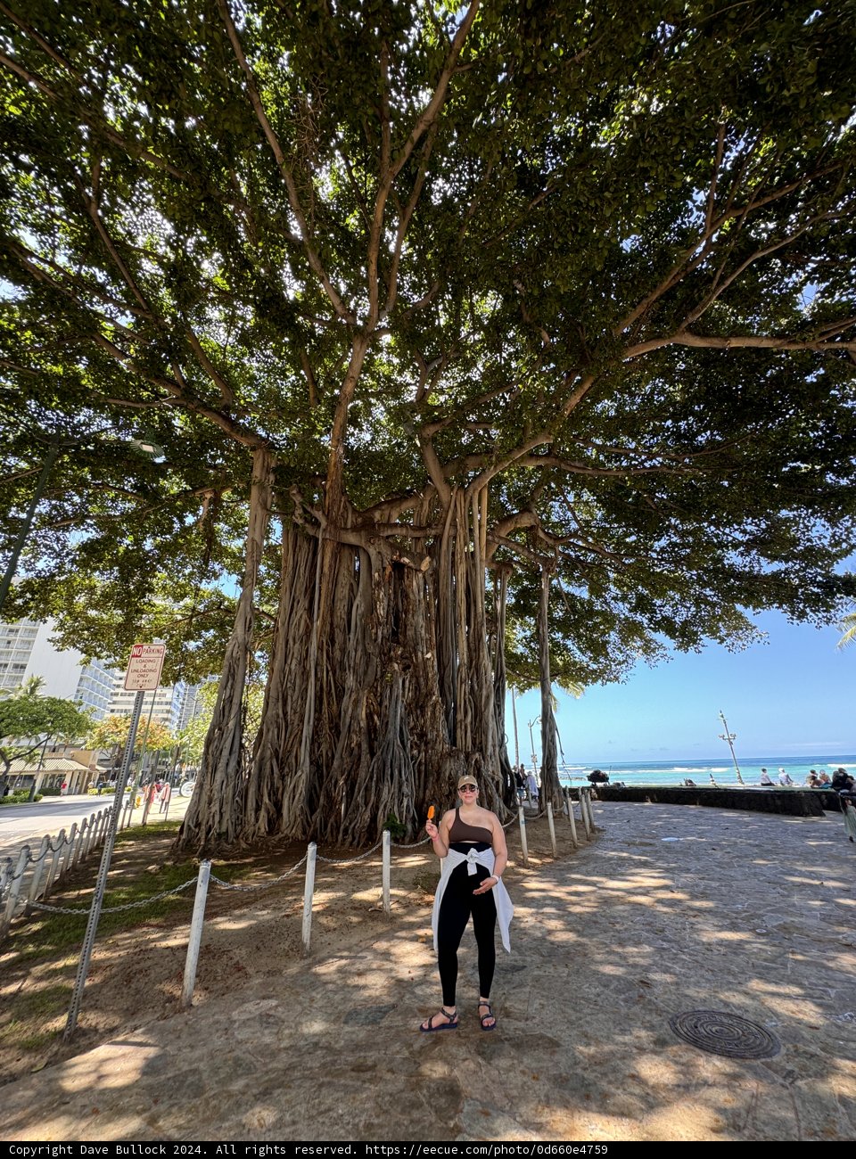 Majestic Banyan Guardian at Kuhio Beach Park