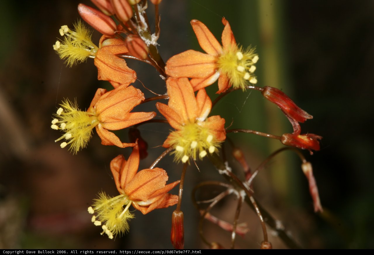 Beautiful Orange Flowers with Yellow Centers