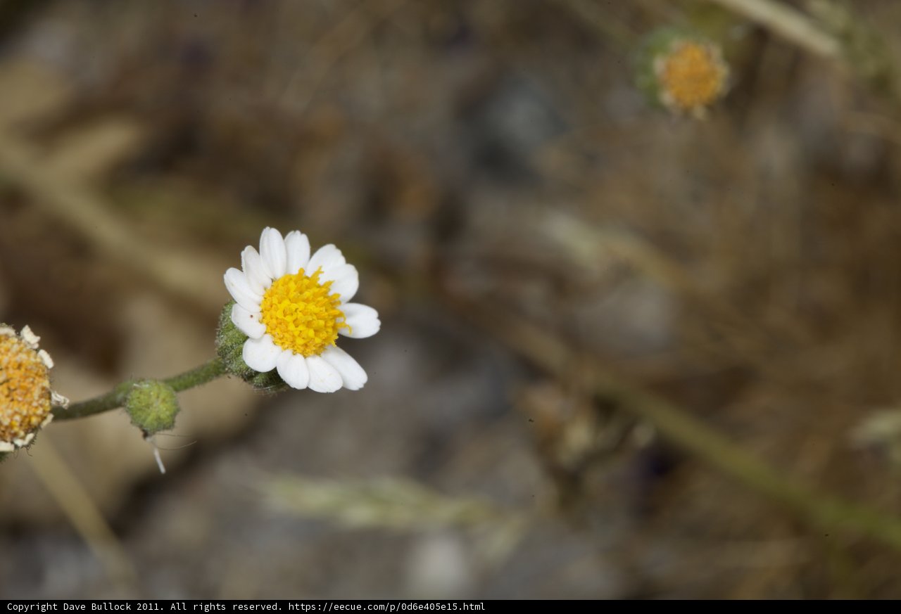 White Daisy Blooms in Anza