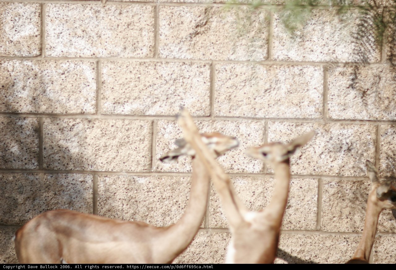 Gazelle Buddies