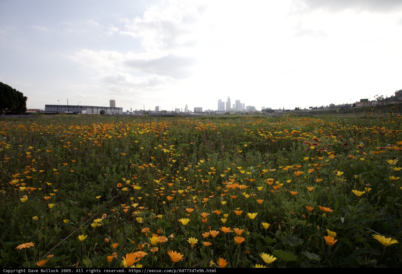 Urban Oasis