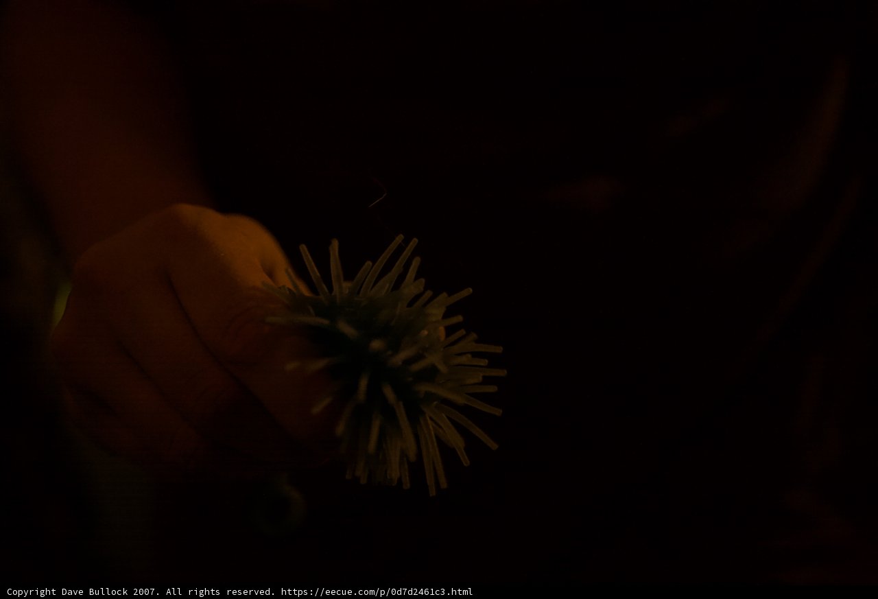 Bloom in the Night