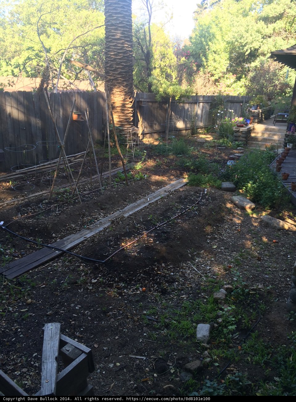 Serenity in the Backyard