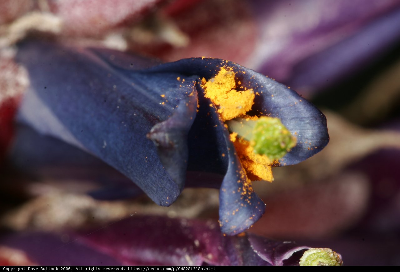 The Beauty of Pollination