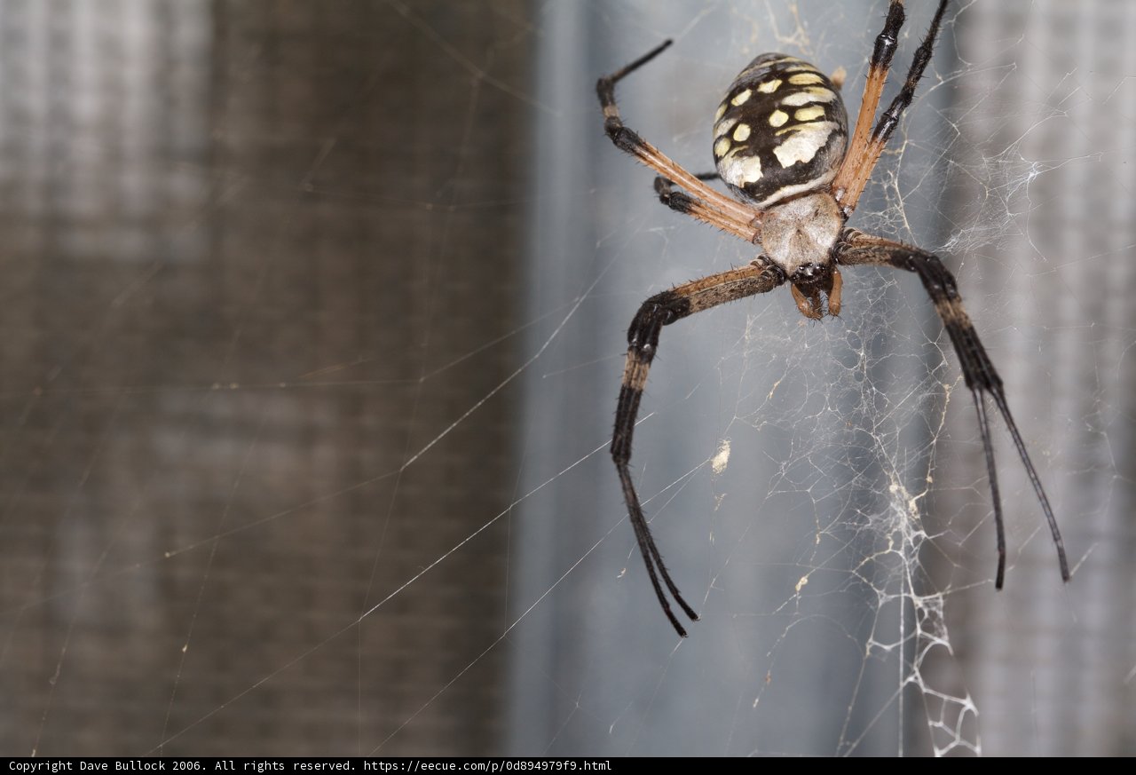 Garden Spider on a Spiderweb