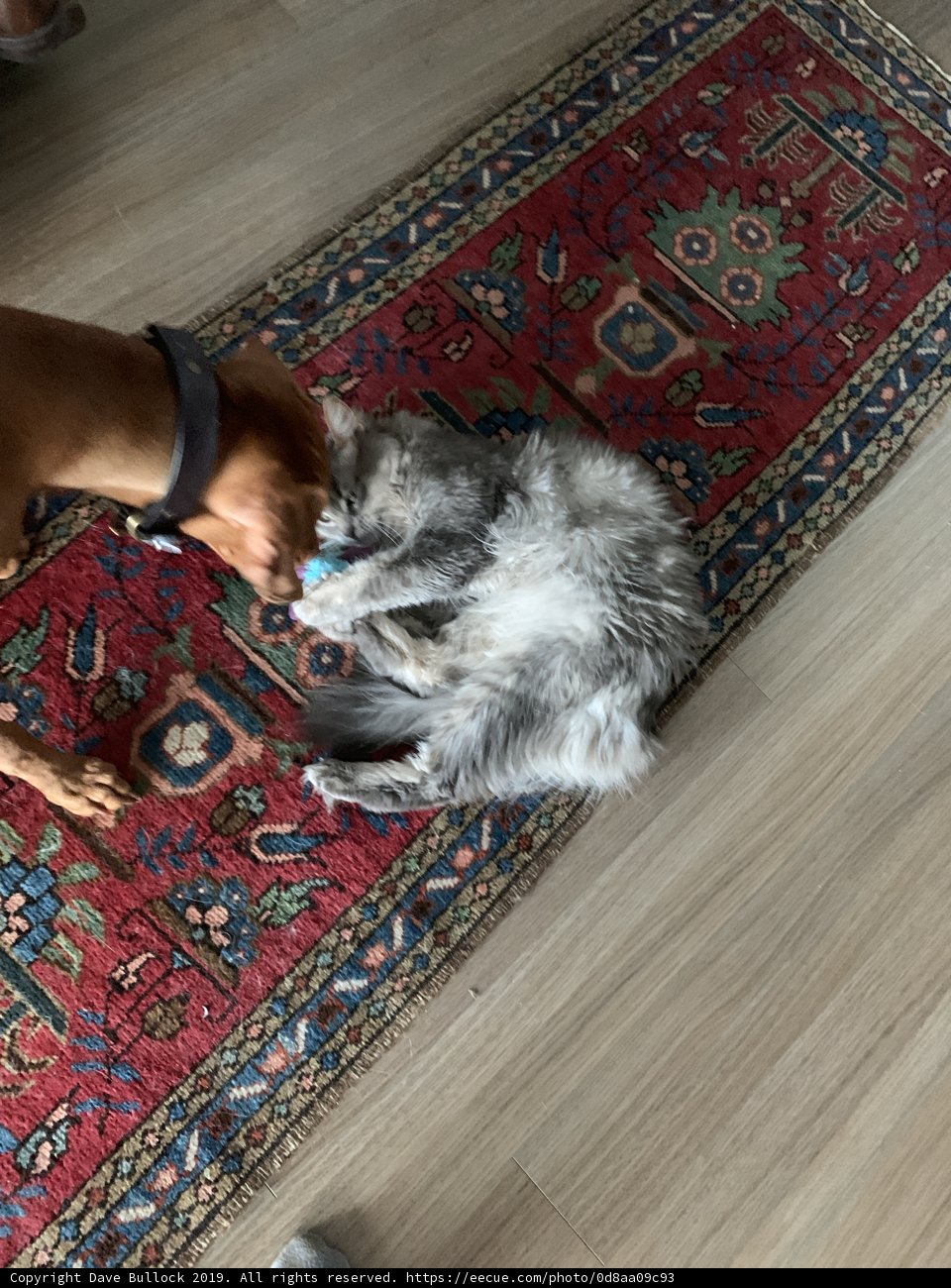 Furry Friends at Home