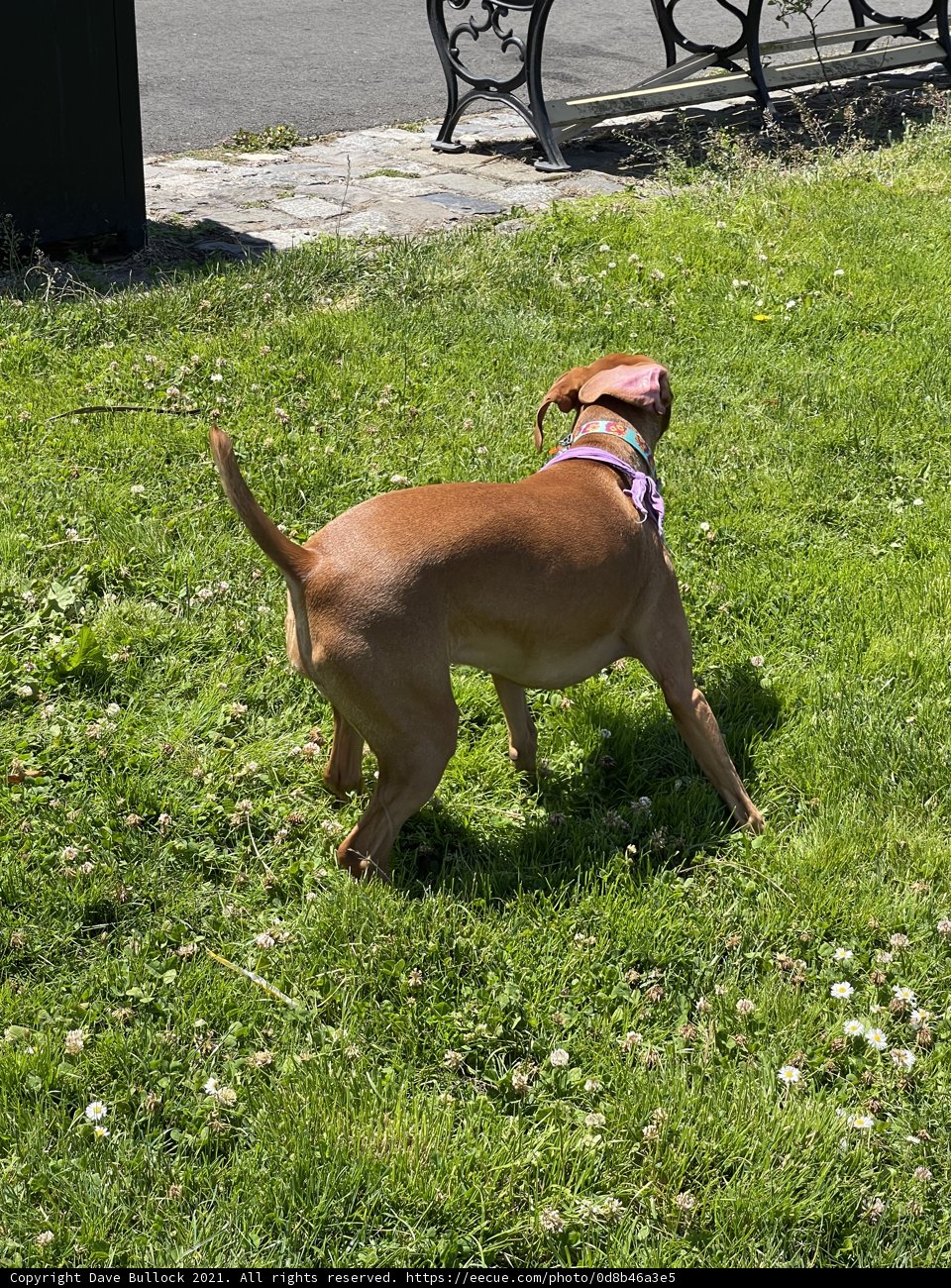 Serene Summer Dog in the Park