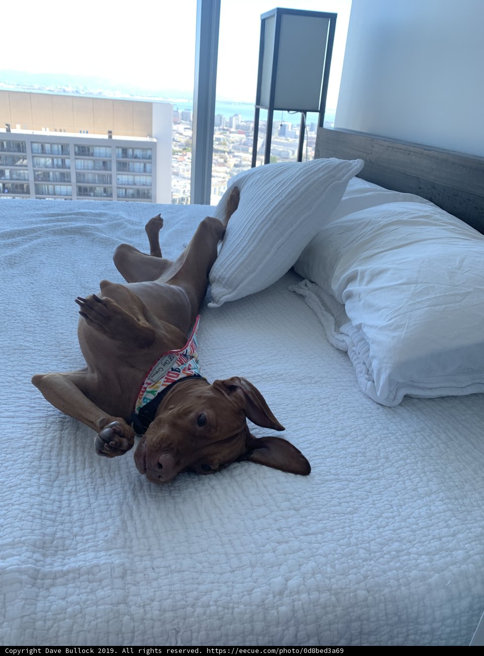 Comfortable Companion