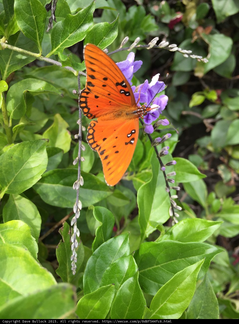 Fluttering Beauty Butterfly