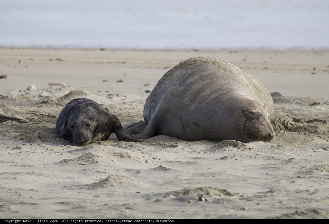 Elephant Seal Mother and Newborn Pup Resting on Beach