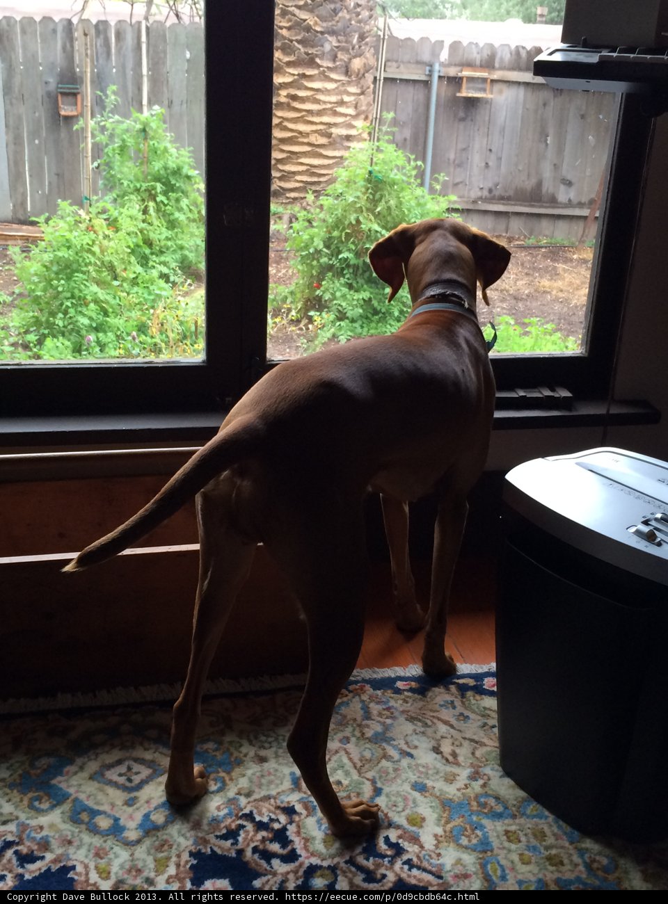Canine Curiosity