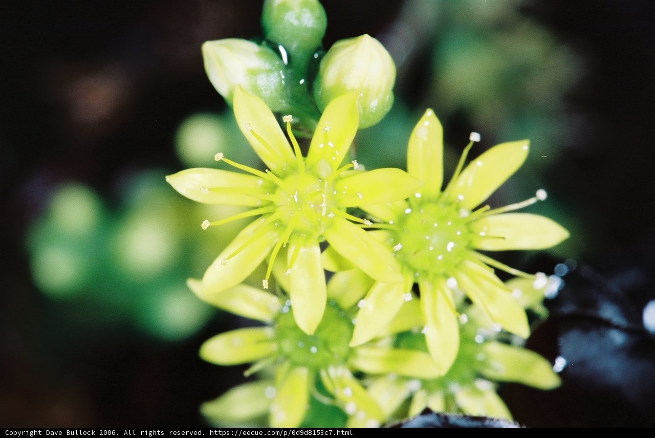 Vibrant Yellow Floral Beauty