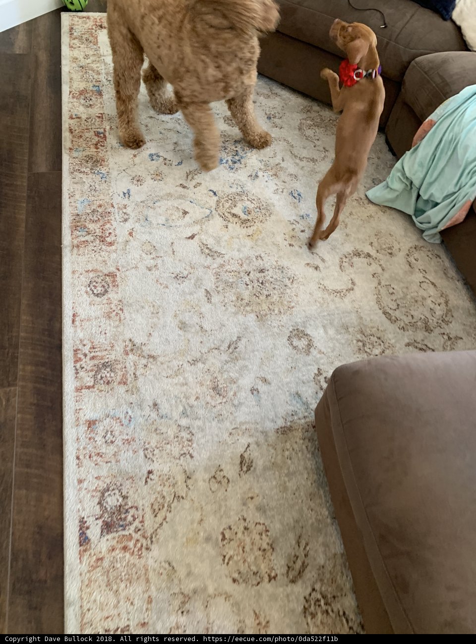 Furry Friends at Play