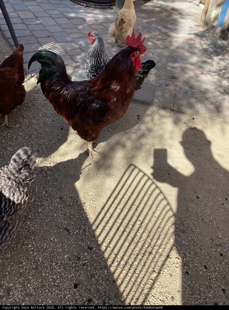 Farm Friends