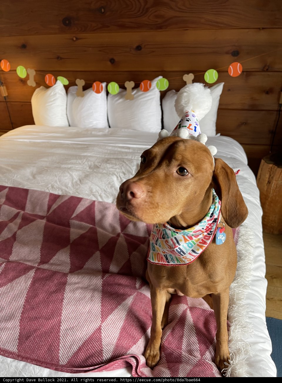 Birthday Dog