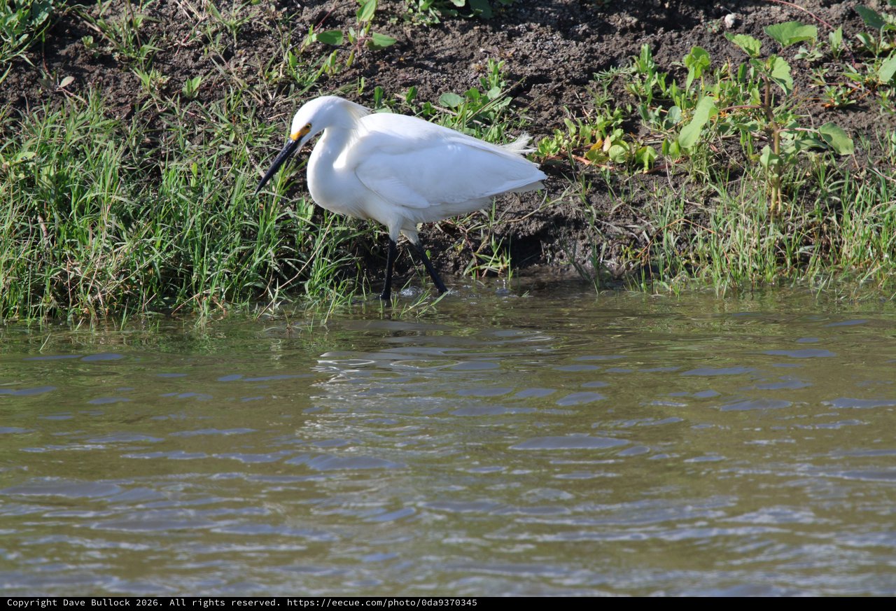 Snowy Egret Foraging Along Muddy Waterside