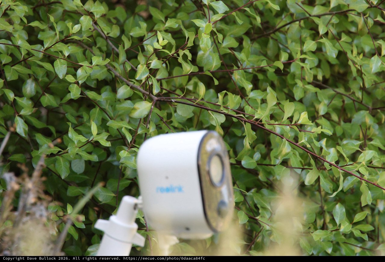 Security Camera Nestled Among Green Foliage