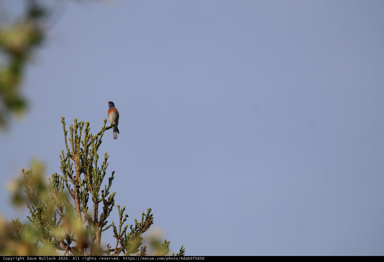 Songbird Perched on Evergreen Branch Against Clear Sky