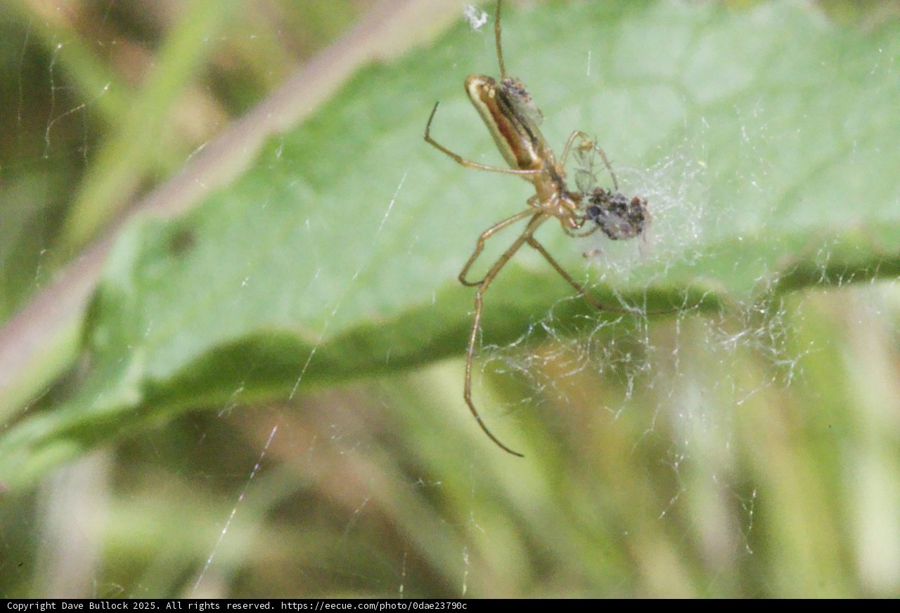 Webbed Wonders at Palo Corona