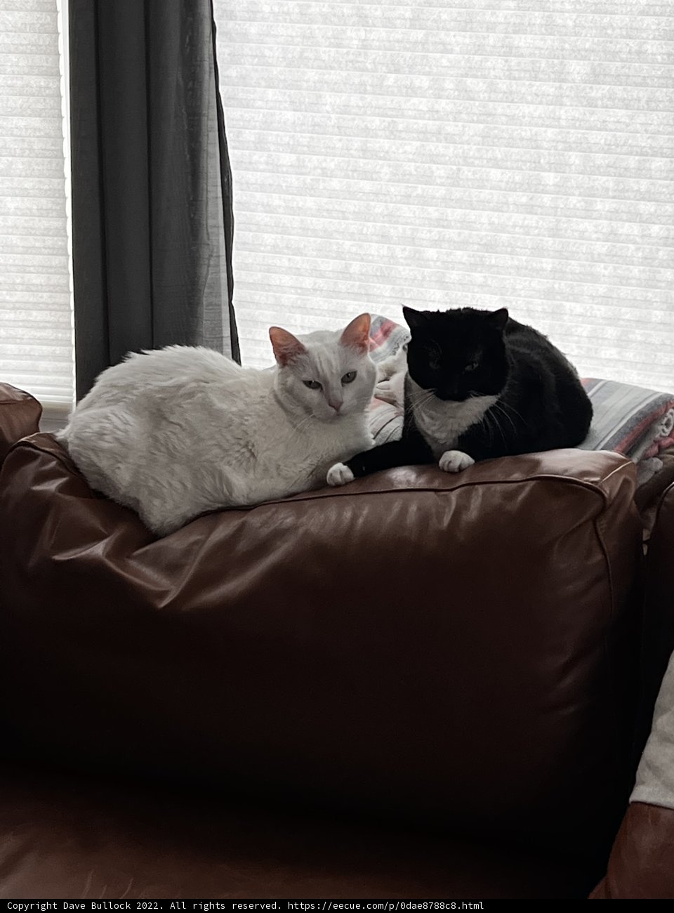 Double the Cuddles