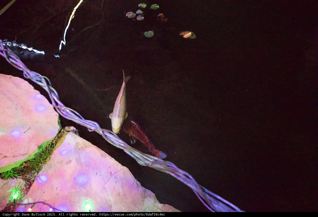 Ethereal Aquatic Dance