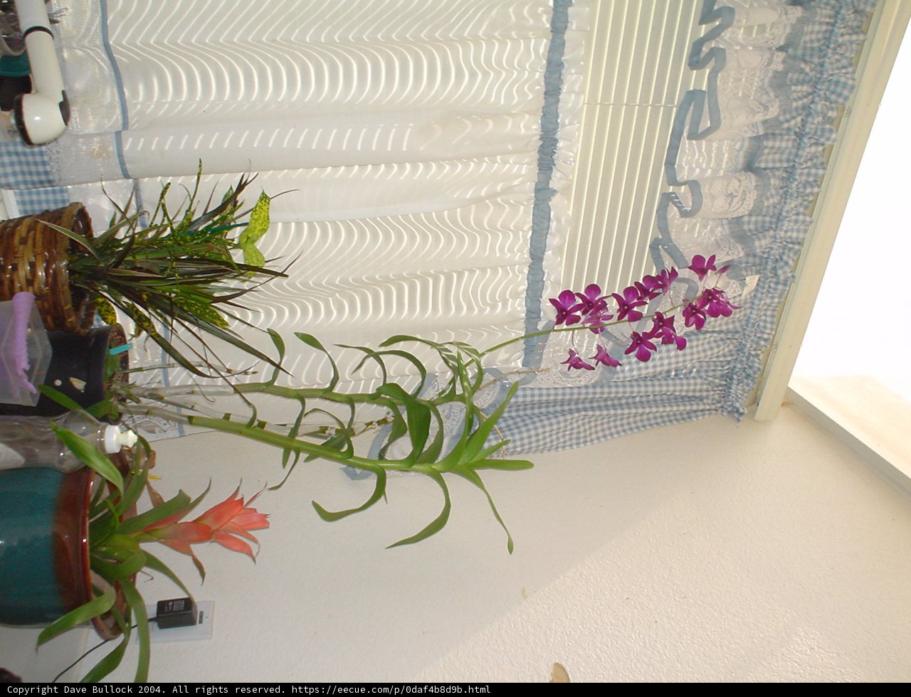 Window Flowers
