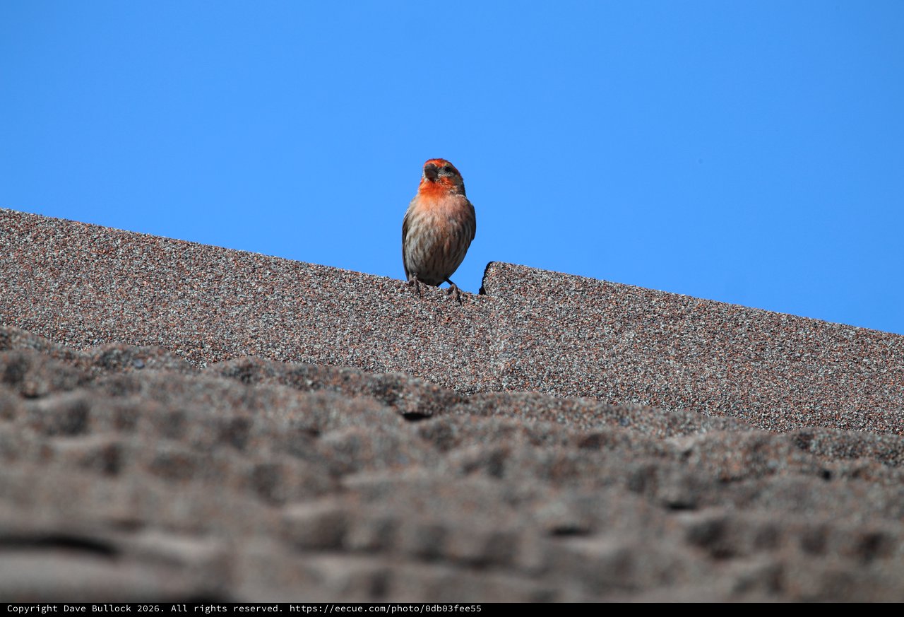 House Finch Perched on Textured Roof Ridge