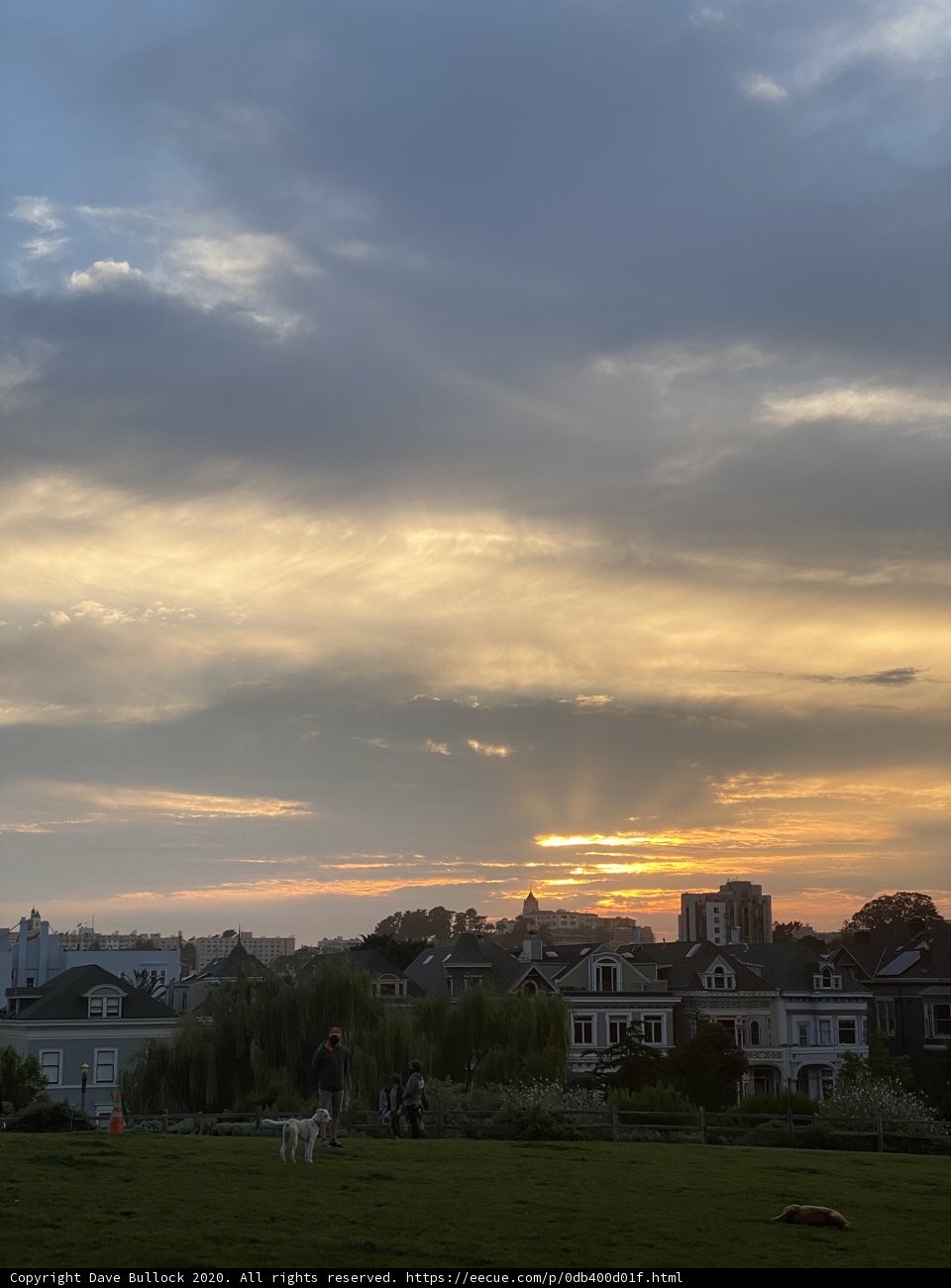 Dog's Sunset Playtime in Alamo Square