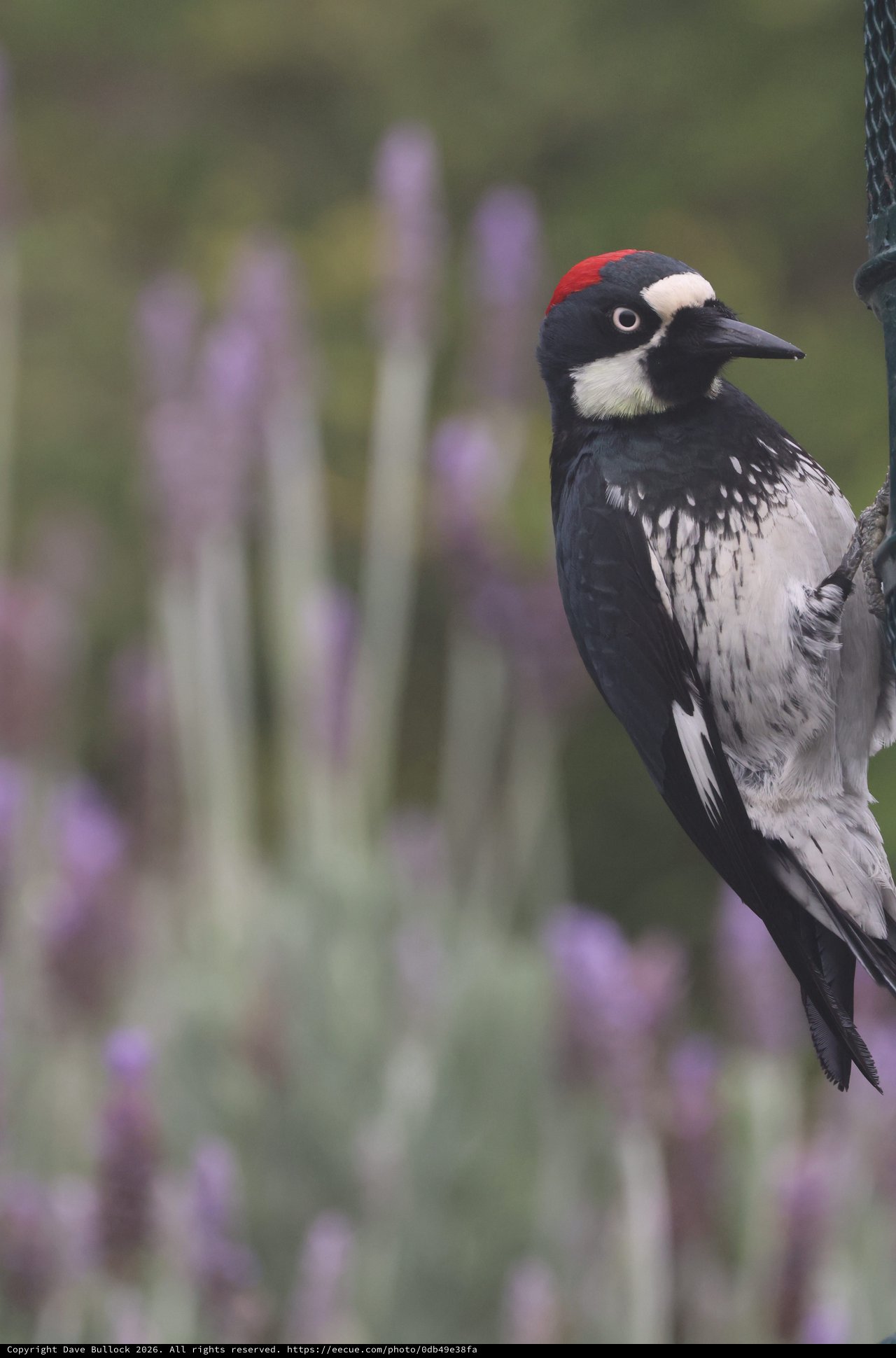 Acorn Woodpecker Portrait in Natural Desert Habitat