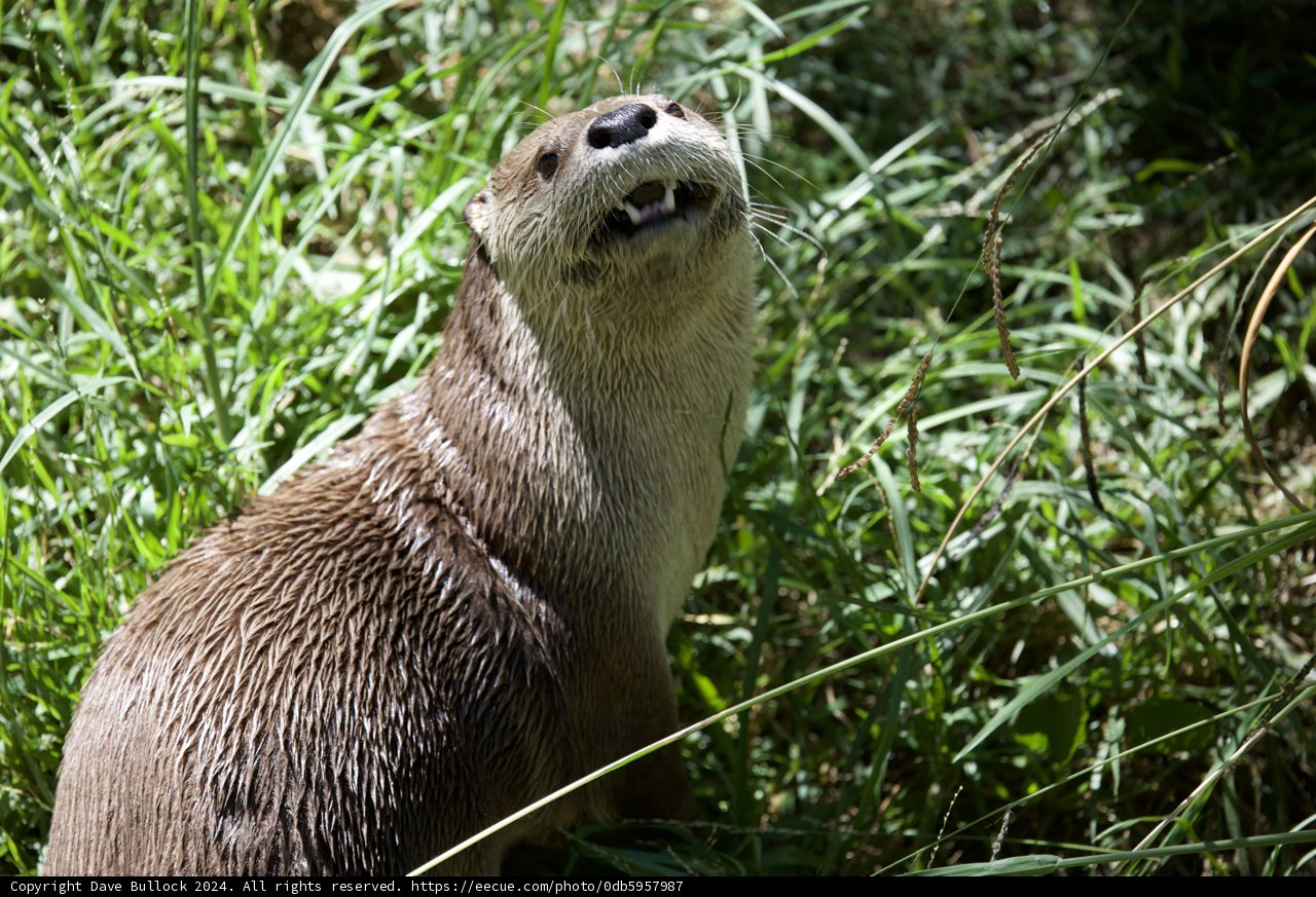Curious Otter in the Wild